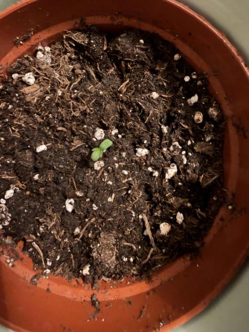 My first Grow. Week 1 - in small pot - day 1