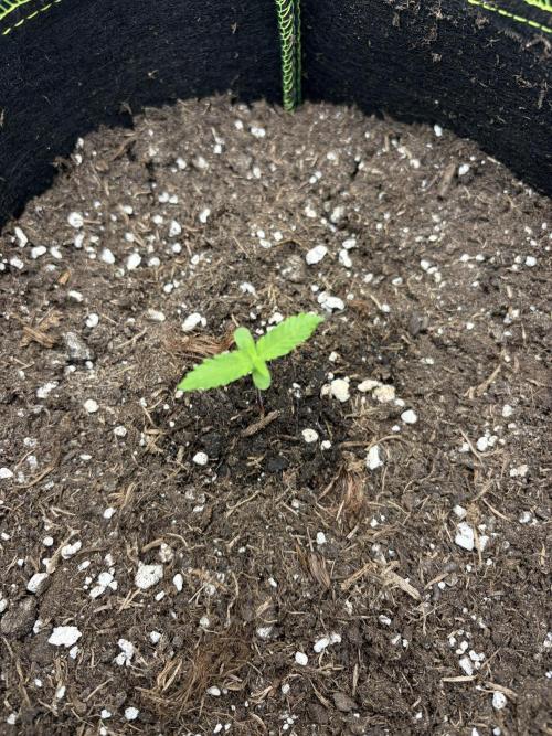 My first Grow. Week 2