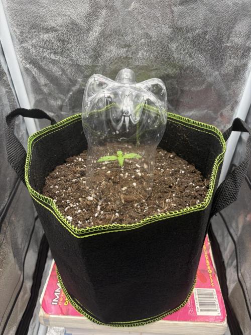 My first Grow. Week 2 - 400 PPFD, 45 cm away from light