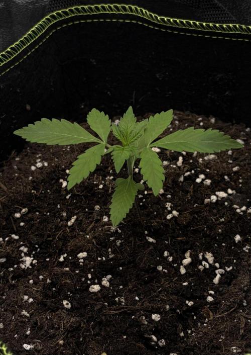 My first Grow. Week 3 - Baby is doing much better now. Humidity is under control.