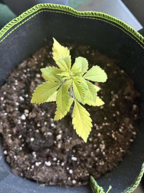 My first Grow (How to not grow weed). Week 4