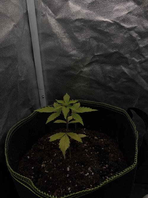 My first Grow (How to not grow weed). Week 4