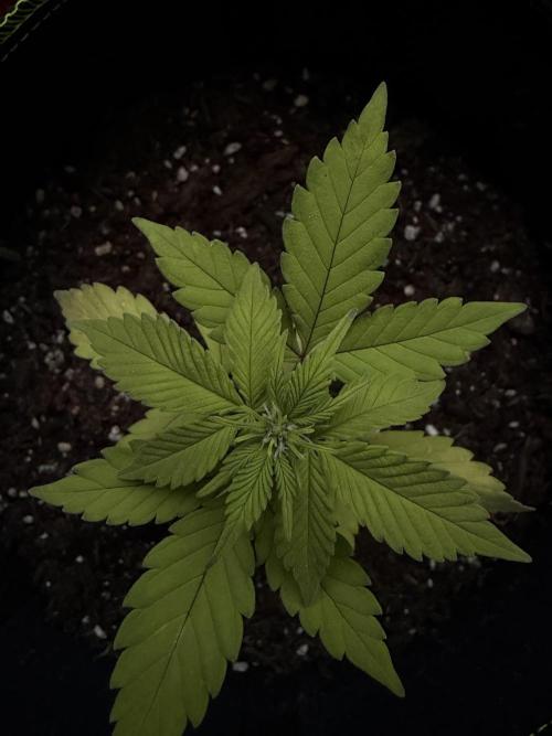 My first Grow (How to not grow weed). Week 4