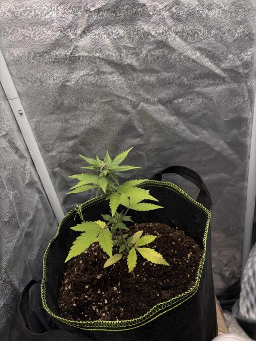 My first Grow (How to not grow weed). Week 5
