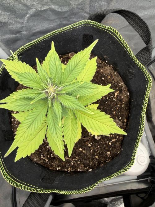 My first Grow (How to not grow weed). Week 5