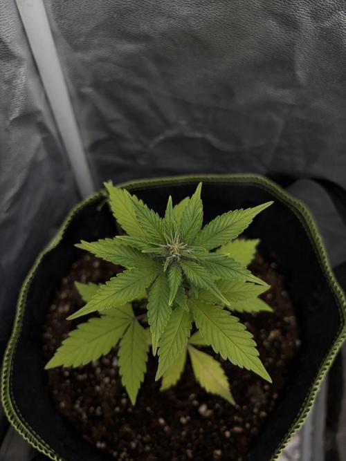 My first Grow (How to not grow weed). Week 5