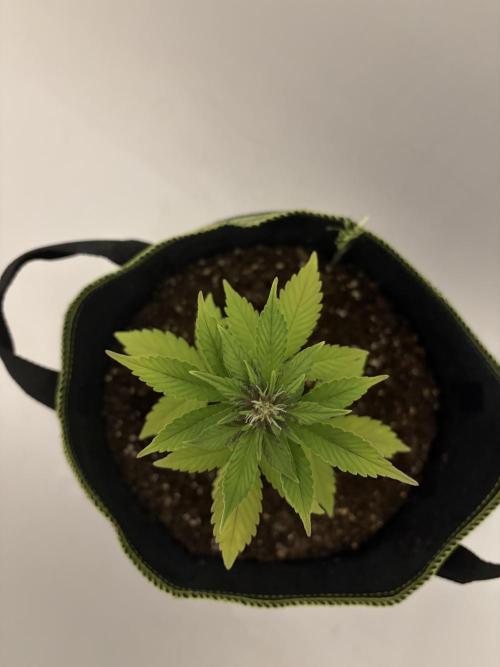 My first Grow (How to not grow weed). Week 5
