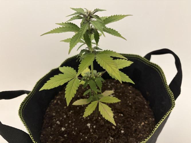 My first Grow (How to not grow weed). Week 5