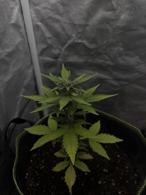 My first Grow (How to not grow weed). Week 5