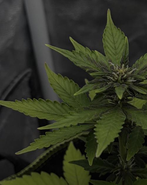 My first Grow (How to not grow weed). Week 6