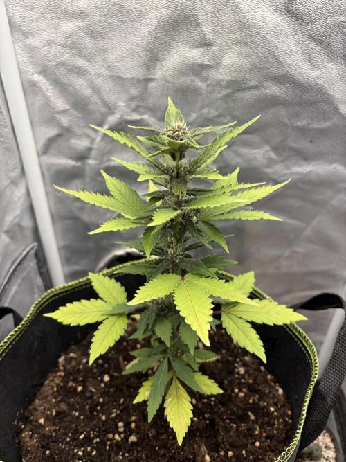 My first Grow (How to not grow weed). Week 6