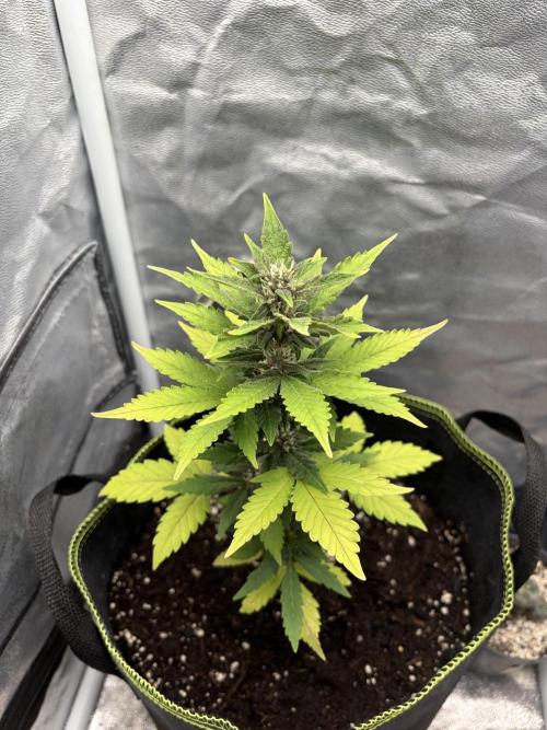 My first Grow (How to not grow weed). Week 6