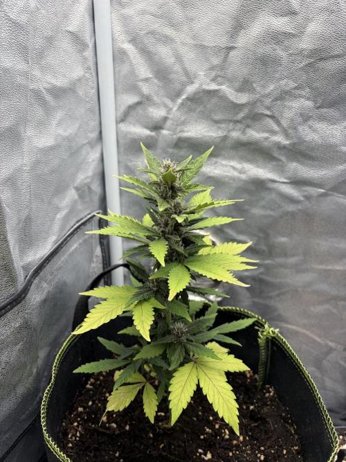 My first Grow (How to not grow weed). Week 6