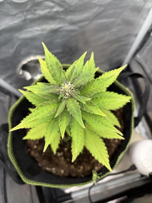My first Grow (How to not grow weed). Week 7