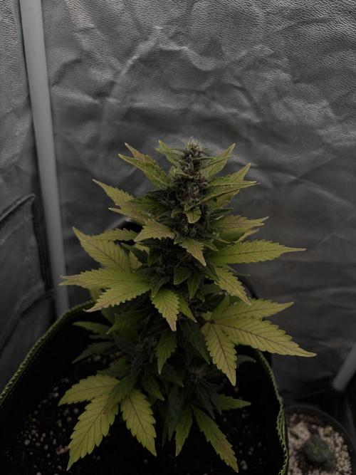 My first Grow (How to not grow weed). Week 7