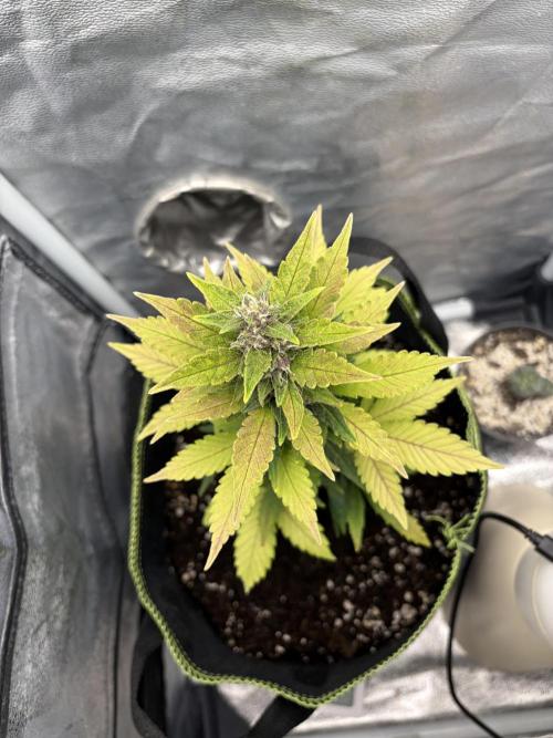 My first Grow (How to not grow weed). Week 7