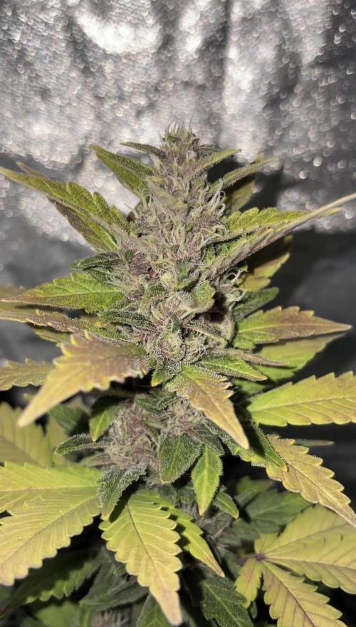 My first Grow (How to not grow weed). Week 7