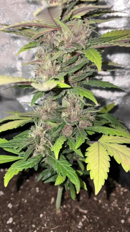 My first Grow (How to not grow weed)