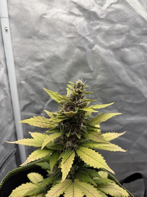 My first Grow (How to not grow weed). Week 8
