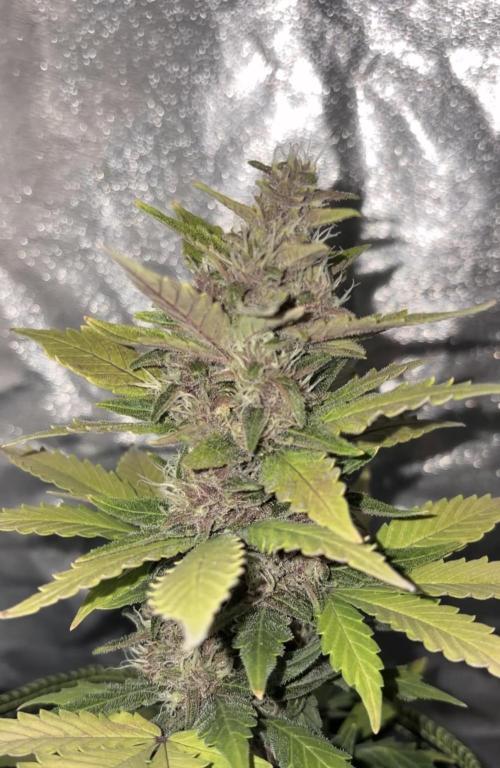 My first Grow (How to not grow weed). Week 8