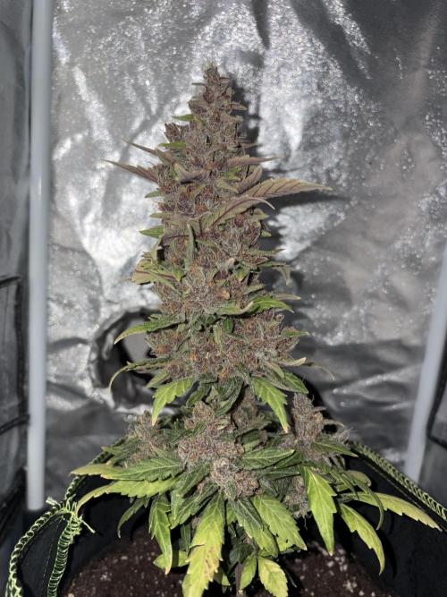 My first Grow (How to not grow weed). Week 9