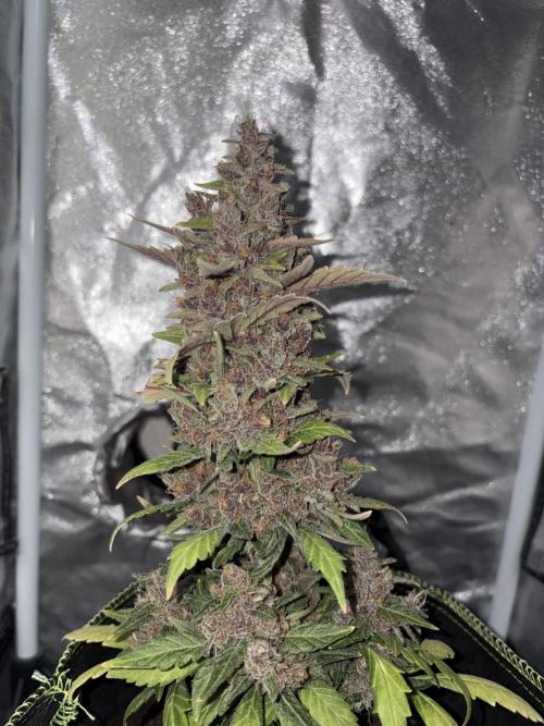 My first Grow (How to not grow weed). Week 9