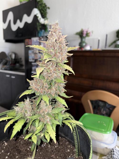 My first Grow (How to not grow weed). Week 9