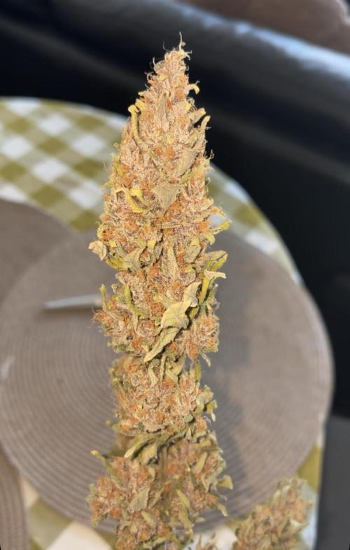 My first Grow (How to not grow weed). Week 11
