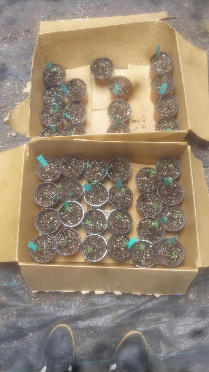 Sweetie - Sugar Cane V3. Week 0