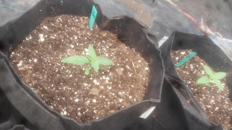 Sweetie - Sugar Cane V3. Week 1