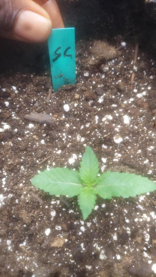 Sweetie - Sugar Cane V3. Week 1