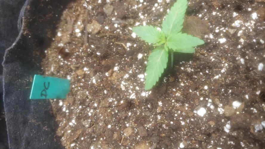 Light Skin - Rainbow Saltz. Week 1