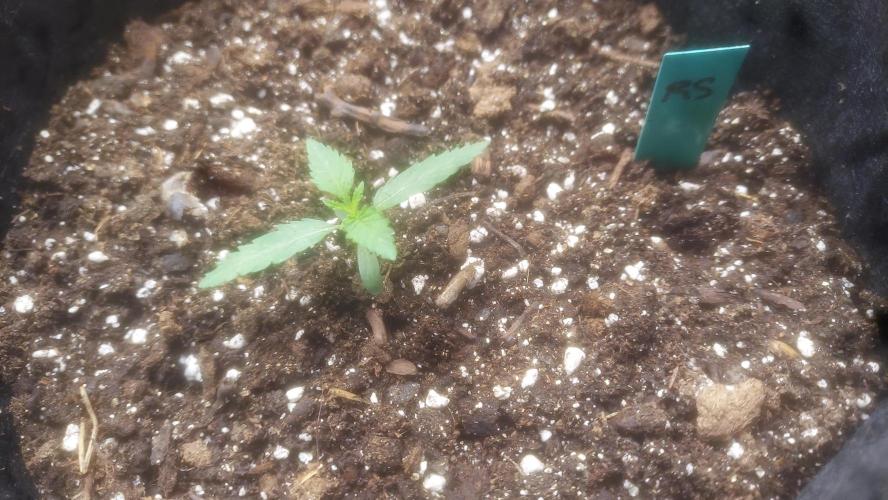 Light Skin - Rainbow Saltz. Week 1