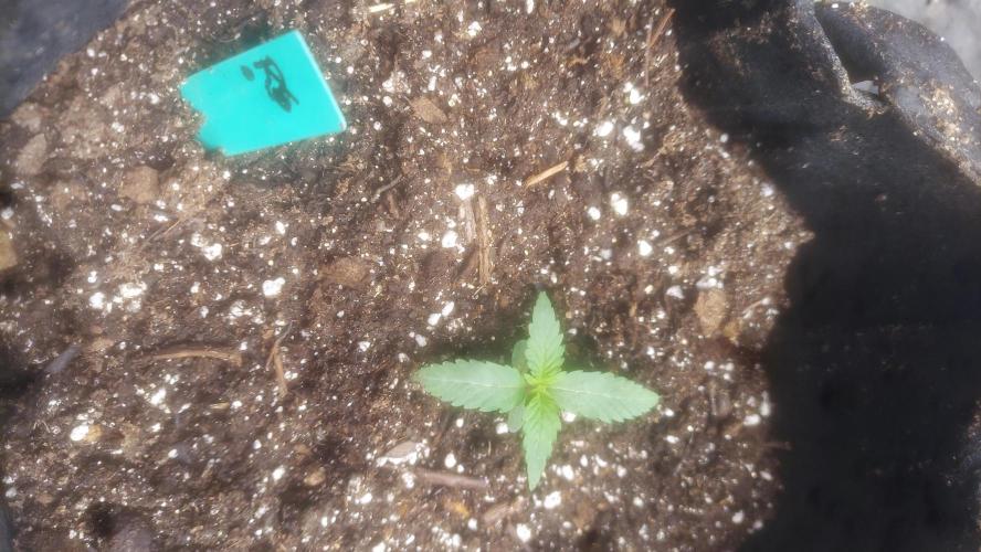 Light Skin - Rainbow Saltz. Week 1