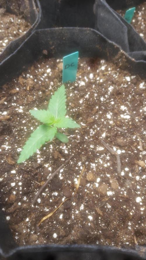 Splash - Drip City. Week 1