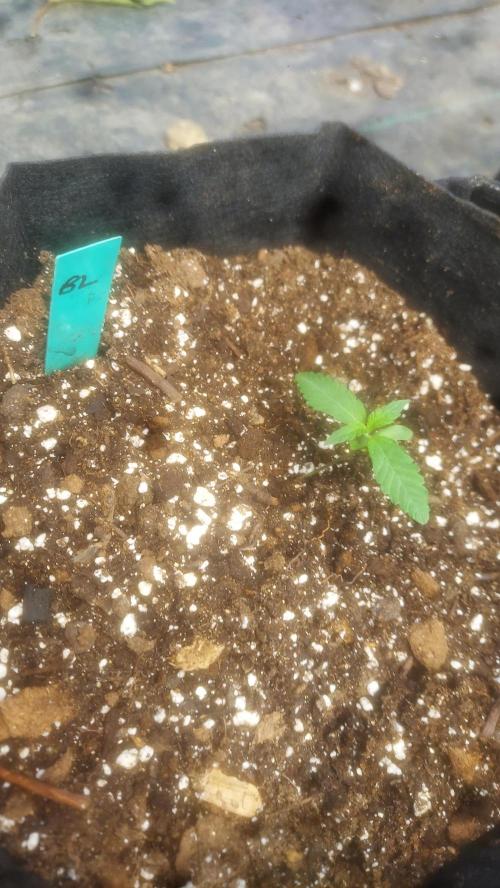 YOLO - Bucket List. Week 1