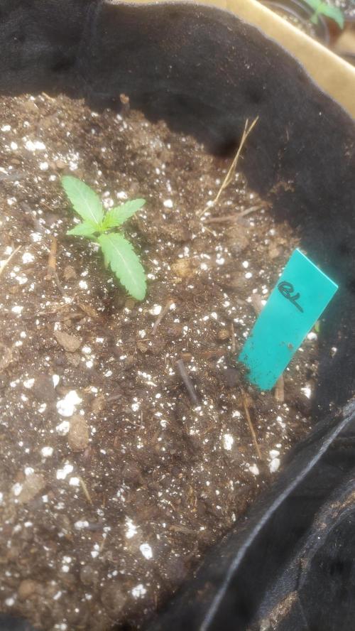 YOLO - Bucket List. Week 1