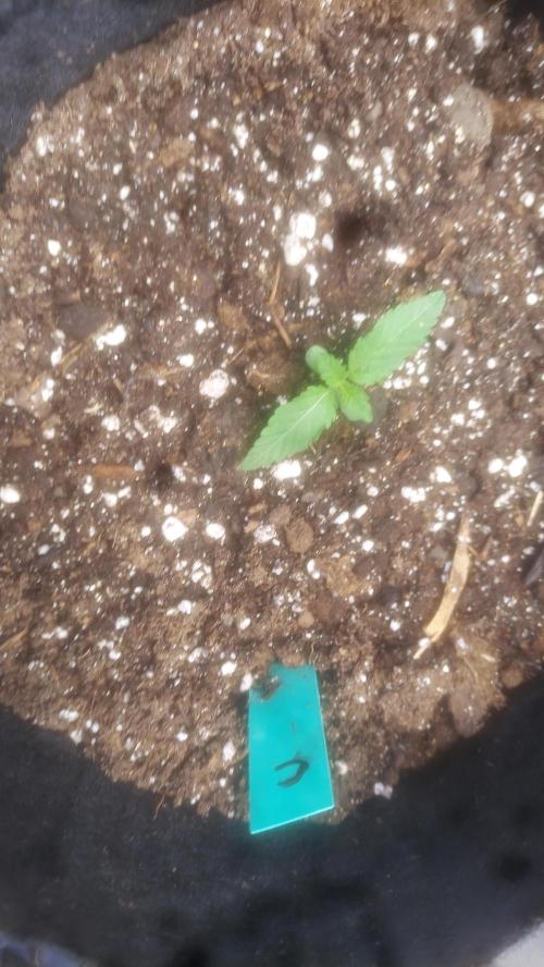 Sugar Attack - Comatose. Week 1