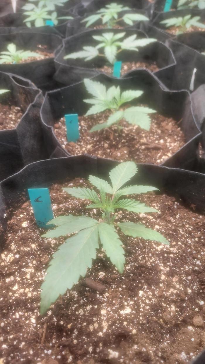 Sugar Attack - Comatose. Week 2