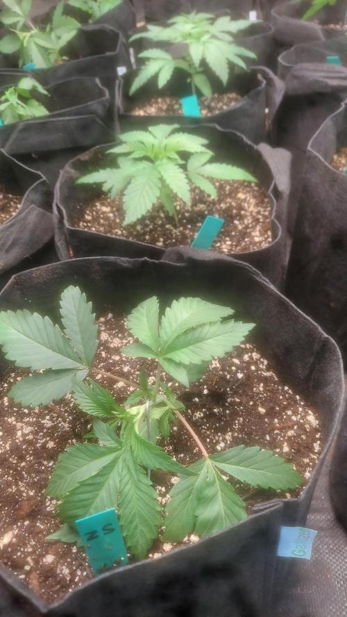 Japan Berry - Zushi VerdeXslurricane #44. Week 2