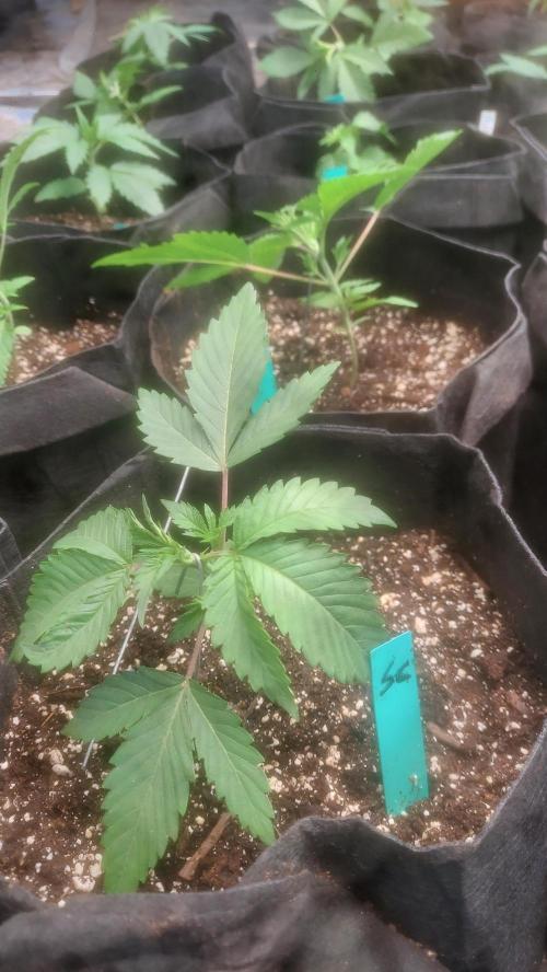 Sweetie - Sugar Cane V3. Week 2