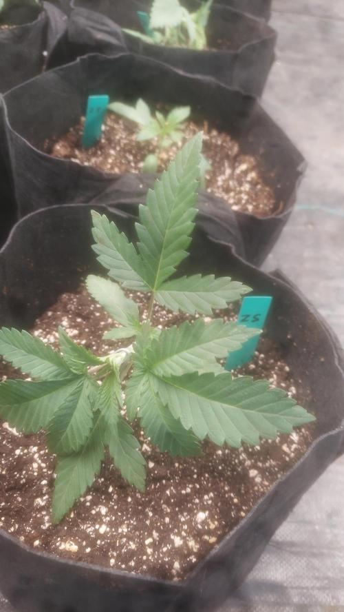 Sweetie - Sugar Cane V3. Week 2