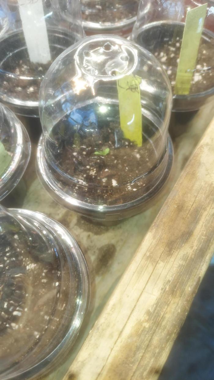 Devils Advocate - Temptation Mintz. Week 0 - 2 of 4 germinated. Not good but not bad either. 