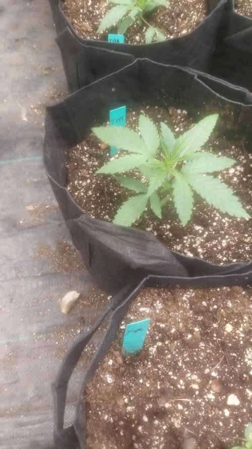 Devils Advocate - Temptation Mintz. Week 2