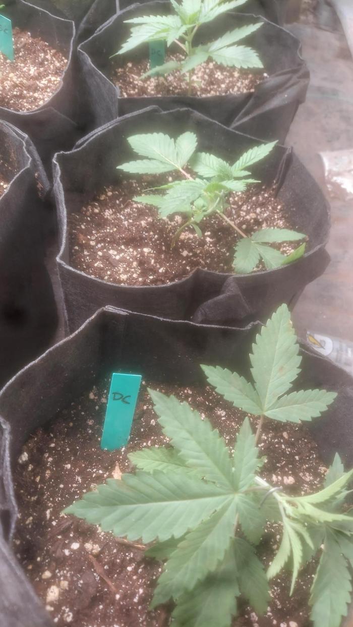 Splash - Drip City. Week 2