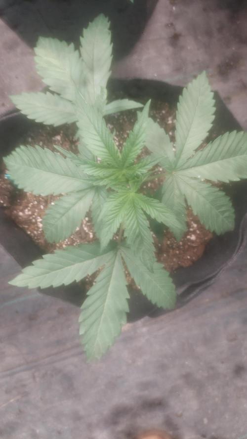 Twining - Twixx. Week 3