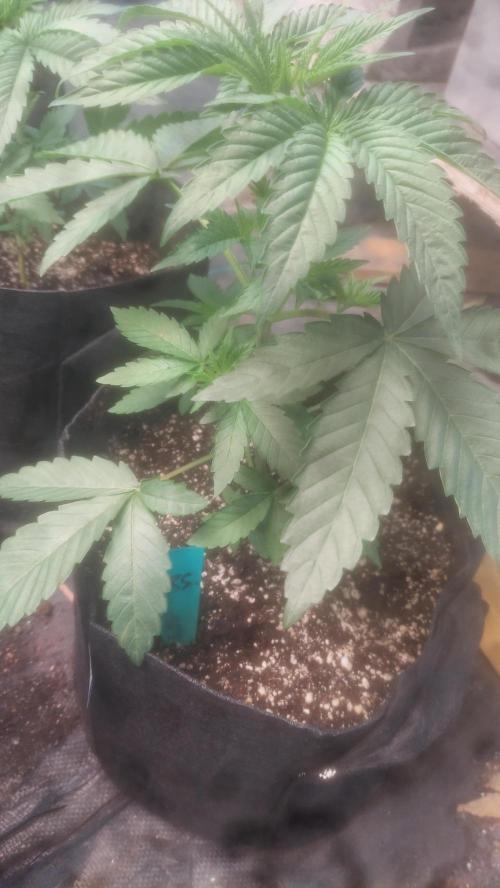 Light Skin - Rainbow Saltz. Week 3