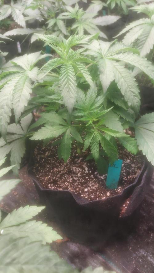 YOLO - Bucket List. Week 3