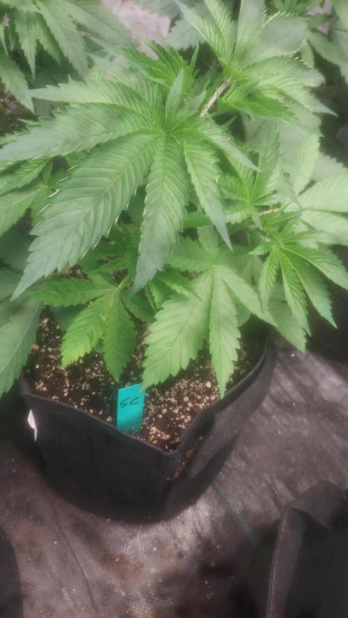 Sweetie - Sugar Cane V3. Week 3