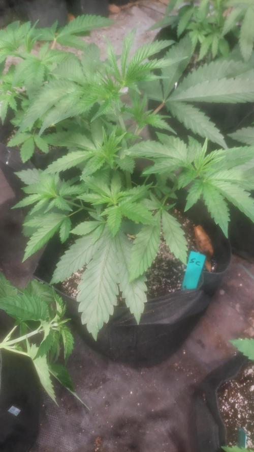 Sweetie - Sugar Cane V3. Week 3